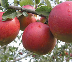Саджанці яблуні зимової сорт Джонаголд, підщепа 54-118
