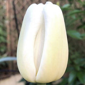 Тюльпан  тріумф Antarctica 1 цибулина Україна