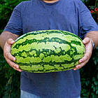 Кавун ТамТам F1 Enza Zaden/Нідерланди 5 шт (zip-paket), фото 3