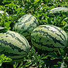 Кавун ТамТам F1 Enza Zaden/Нідерланди 5 шт (zip-paket), фото 4