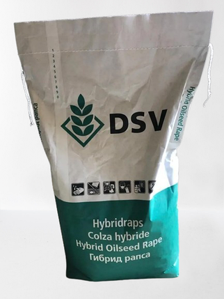 Насіння озимого ріпаку Домінатора DSV, фото 3