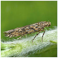 Південноамериканська томатна міль (Тута абсолюта)