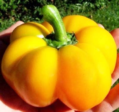 Перець солодкий Золотий ювілейний 0,3 гр Смачний