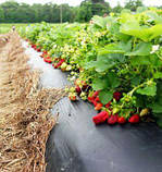 Пленка 30 мкм 0.8м*500м Shadow черная для мульчирования, фото 5