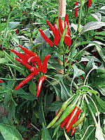 Перець гострий Хай Флай F1  10шт Професійне насіння