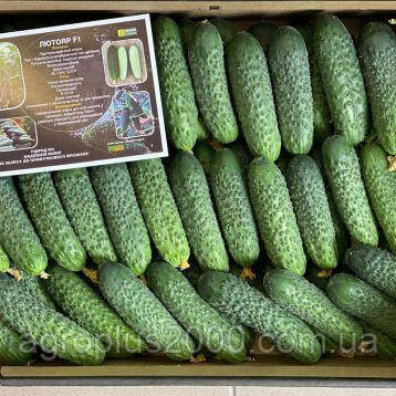 Насіння Огірок самозапильний Лютояр F1,500 насінин Yuksel seeds