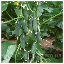 Насіння Огірок самозапильний Капрікорн F1, 500 насінин Yuksel seeds
