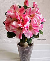 Адениум, суміш кольорів (насіння 1 шт.)