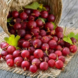 Аґрус сорт Каптіватор 1 річний, конт. P9, фото 3