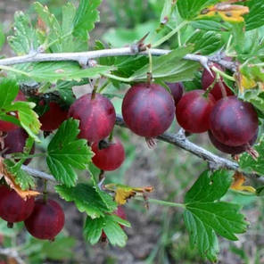 Аґрус сорт Каптіватор 1 річний, конт. P9, фото 2