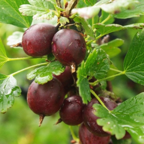 Аґрус сорт Каптіватор 1 річний, конт. P9