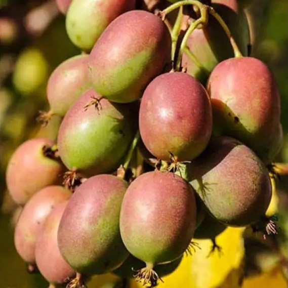 Актинідія аргута "Женева" 1 річна, конт. P9