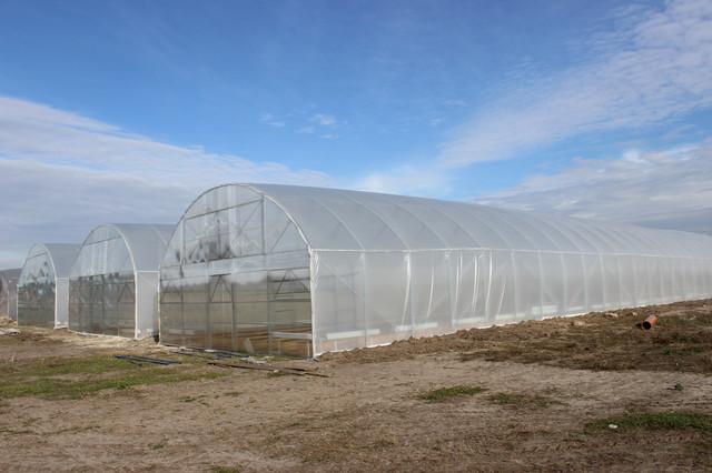 промышленные теплицы круглогодичного использования 