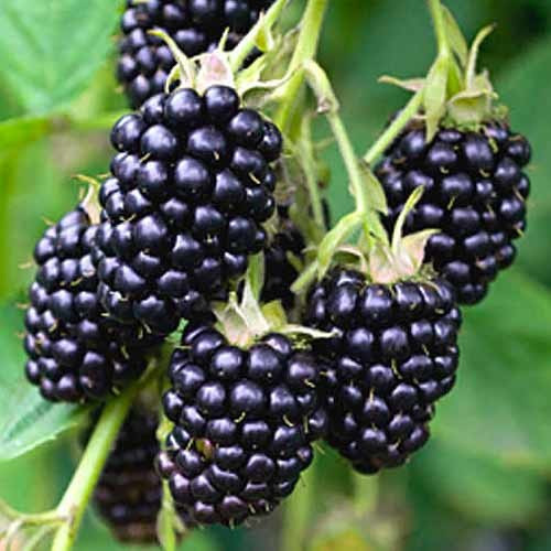 Ожина сорт "Вікторія" 1 річна, конт. P9