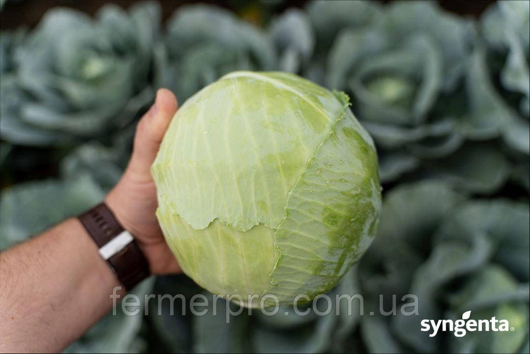 Насіння капусти Тореадор F1, 2500 насінин,Syngenta, фото 1