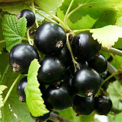 Саджанці смородини сорт "Казкова" 1 річні, ВКС