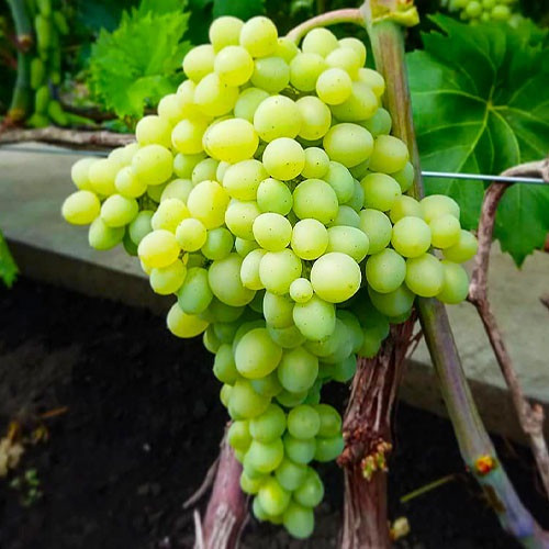 Саджанці винограду сорт Кишмиш Цимус, напівупакований