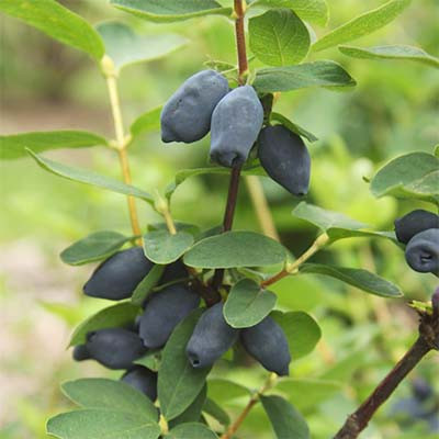 Саджанці жимолості сорт Спокуса 2 річні, конт. 1.5 л