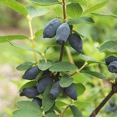 Саджанці жимолості сорт Спокуса 2 річні, конт. 1.5 л