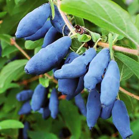 Жимолість їстівна сорт Гордість Бакчара 2 річна, конт. 1.5 л