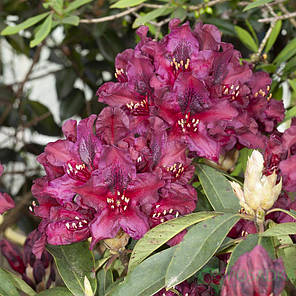 Рододендрон сорт Kali 1 річний, конт. P9, фото 3