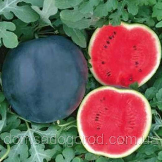 Кавун Блейкі (INX 1748) F1 Іннова Сідс | Innova Seeds 1000 н