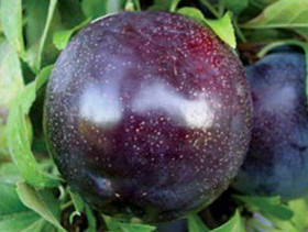 Саджанці сливи Анжеліно (3-річні)