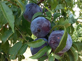 Саджанці сливи Блек Голд (3-річні)