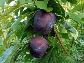 Саджанці сливи Блю Кармен (3-річні)