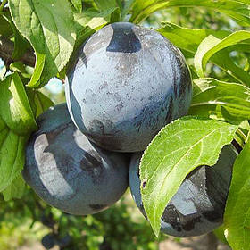 Саджанці сливи Блек Амбер (3-річні)