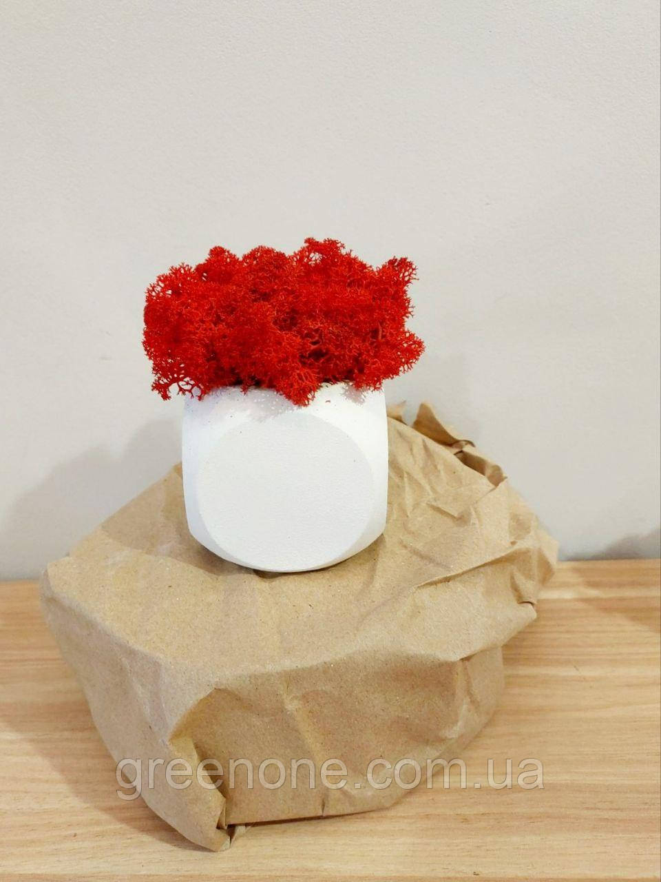 Гіпсове кашпо з червоним мохом, білий горщик із живим мохом, фото 1