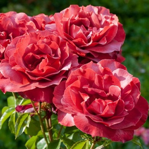 Троянда флорибунда Hot Chocolate