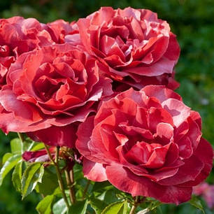 Троянда флорибунда Hot Chocolate, фото 1