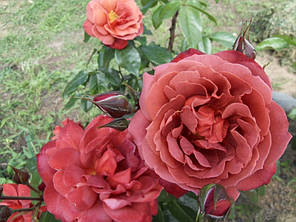 Троянда флорибунда Hot Chocolate, фото 2