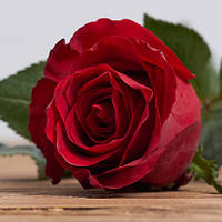 Віддушка для мила "Троянда Болгарська" 10г