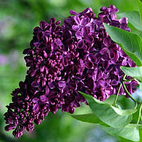 Віддушка для мила "Бузок" 10г