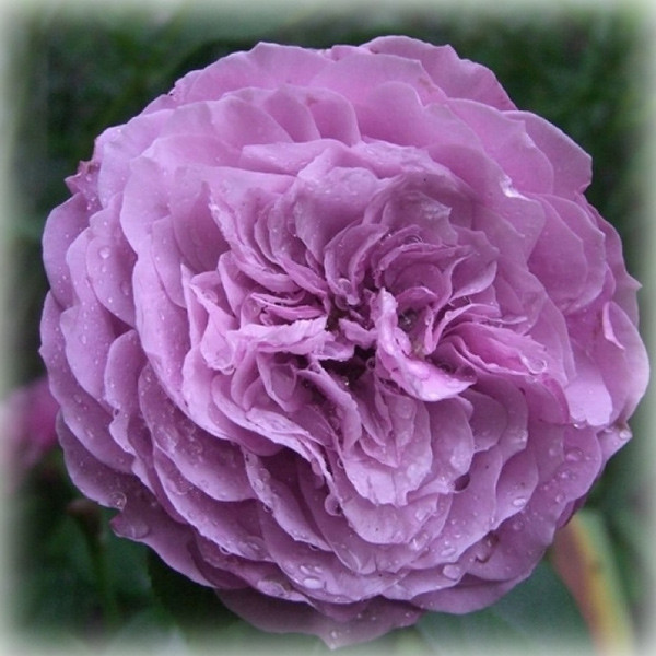 Троянда флорибунда Лавендер Айс (Lavender Ice)