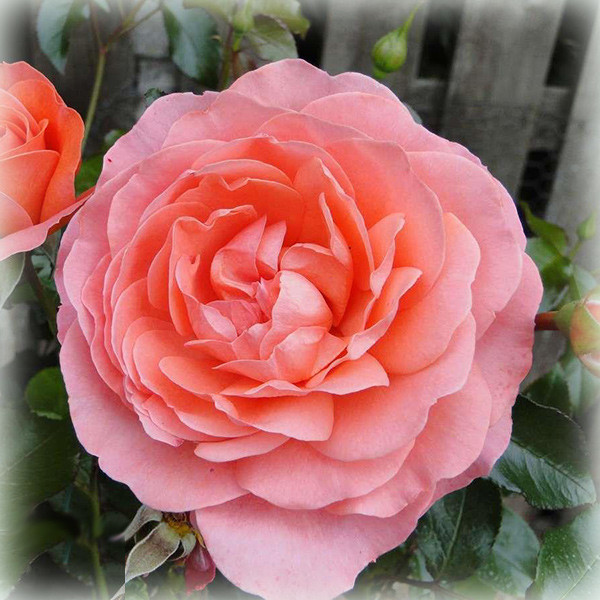 Троянда флорибунда Пінк Абунданс (Pink Abundance)