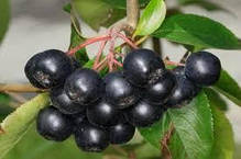 Аронія сливолиста сорт "Неро" 2 роки 1.5 л, фото 4