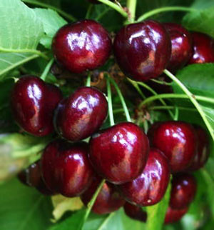 Черешня Біг Стар (середньо-пізня), фото 1