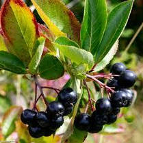 Аронія сливолиста сорт "Неро" 2 роки 1.5 л, фото 2