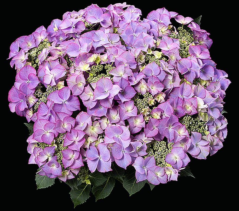 Гортензія великолиста Tiffany Purple (Тіффані Пурпле ) 3рок гор 3л