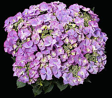 Гортензія великолиста Tiffany Purple (Тіффані Пурпле ) 3рок гор 3л