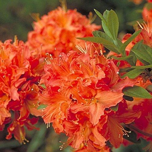 Азалія (Рододендрон) Mandarin Lights 1 річна P9