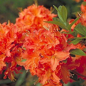Азалія (Рододендрон) Mandarin Lights 1 річна P9, фото 1