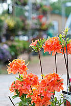 Азалія (Рододендрон) Mandarin Lights 1 річна P9, фото 5