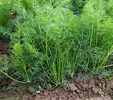 Кріп МОРАВАН Moravoseed. 500 грам (на вагу)