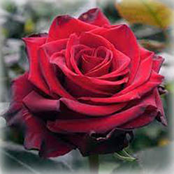 Троянда чайно-гібридна Експлорер (Explorer)