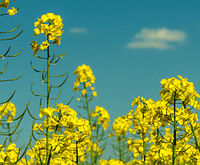 Посівний матеріал ріпаку сорту Крокодил (DSV) з гарантією високої врожайності та якістю