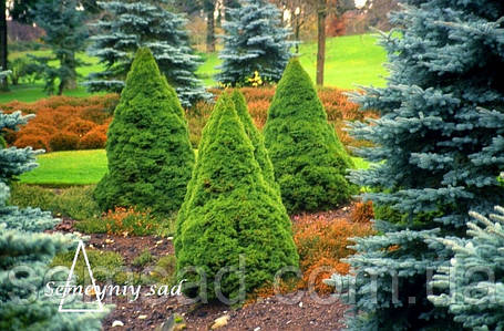 Ялина канадська Коніка \ Picea glauca ( С1.5л) саджанці, фото 3